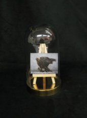 Limited artprint Golden Eagle